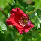 dog rose